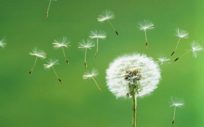 Reattività crociata tra pollini e cibi.