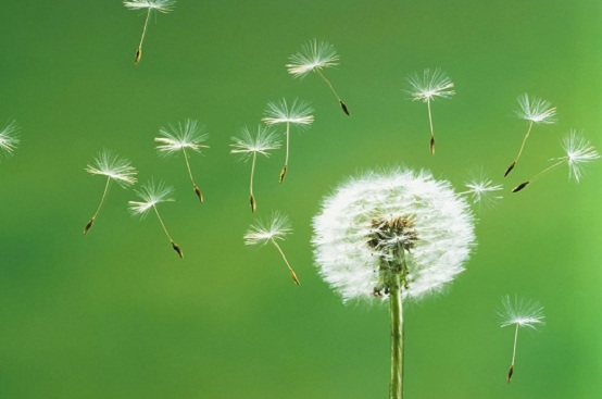 Reattività crociata tra pollini e cibi.