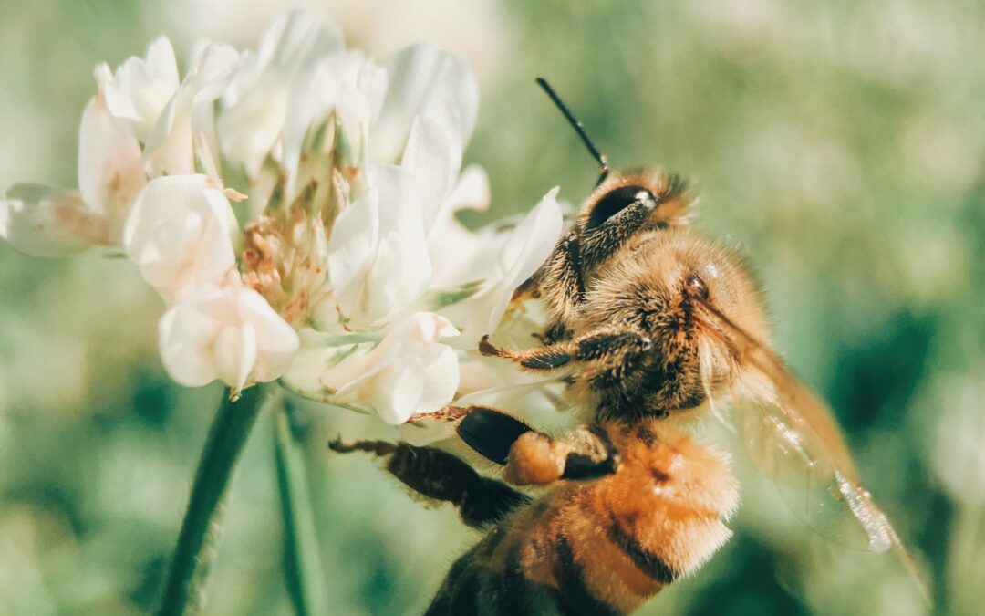 Allergia al veleno di imenotteri – rischi professionali