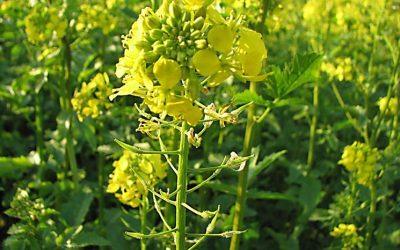 Contaminazione da Senape nel grano italiano