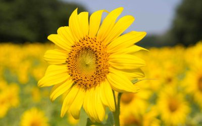 ALLERTA prodotti contenenti OLIO DI SEMI DI GIRASOLE