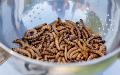 Farine di insetti e allergie